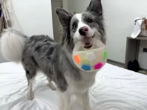 PawKick™ Durable Soccer Toy – Bouncy. Bite-Resistant & Fun  Buy one get one free, double the fun